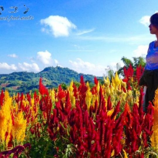 Sirao-Flower-Farm in Cebu