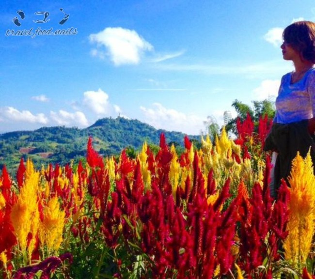 Sirao-Flower-Farm in Cebu